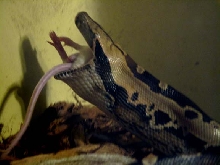 Eva Feeding
