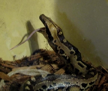 Eva Feeding