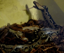 Eva Feeding