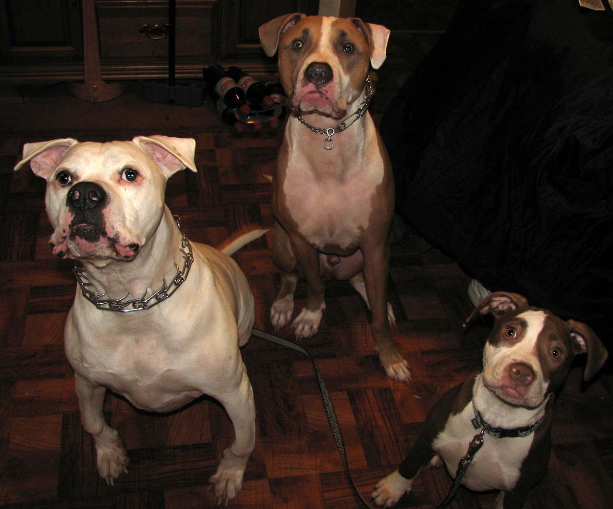 the three stooges
