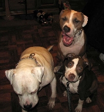 The Three Stooges