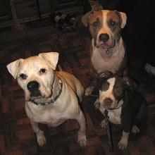 The Three Stooges