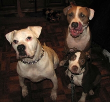 The Three Stooges