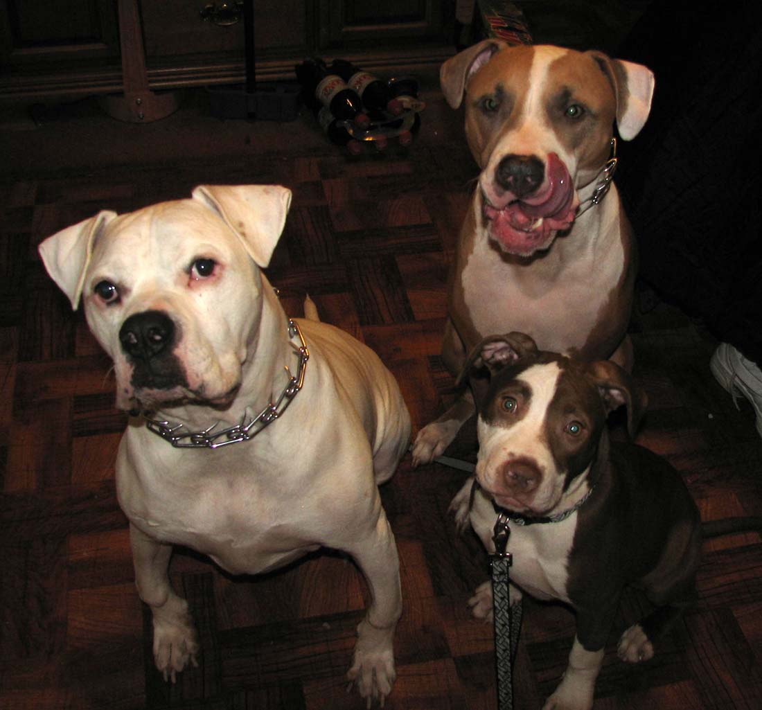 The Three Stooges