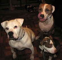 the three stooges
