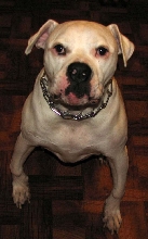 Brutus