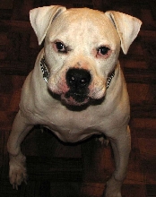 Brutus
