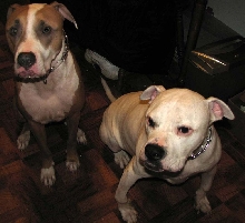 Brutus and Caesar