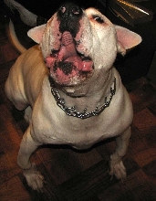 Brutus