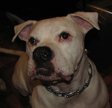 Brutus