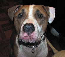 Caesar