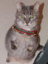 Matt the Flat Cat