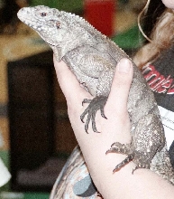 My Cyclura Hybrid