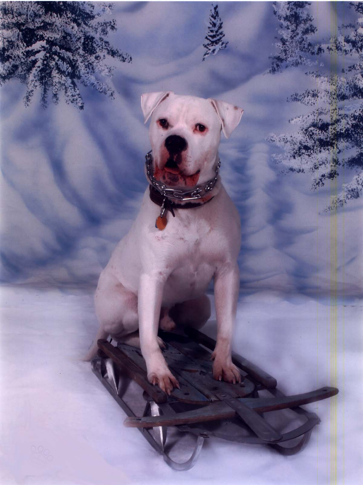 Brutus Xmas Pic