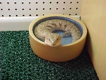 James Wilson's Skink Enclosures