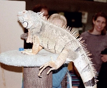 Chicago Herp Society's Reptile Fest