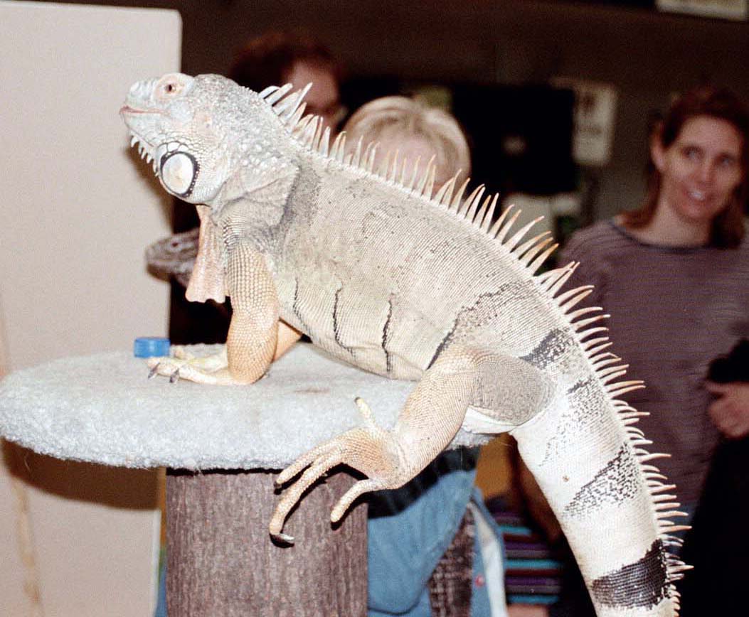 Chicago Herp Society's Reptile Fest