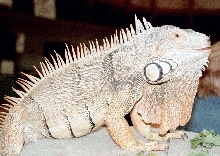 Chicago Herp Society's Reptile Fest