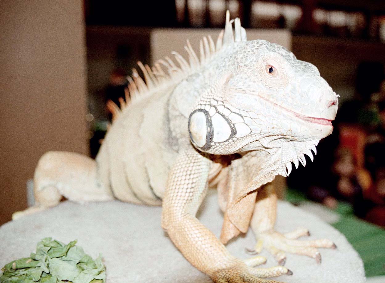 Chicago Herp Society's Reptile Fest