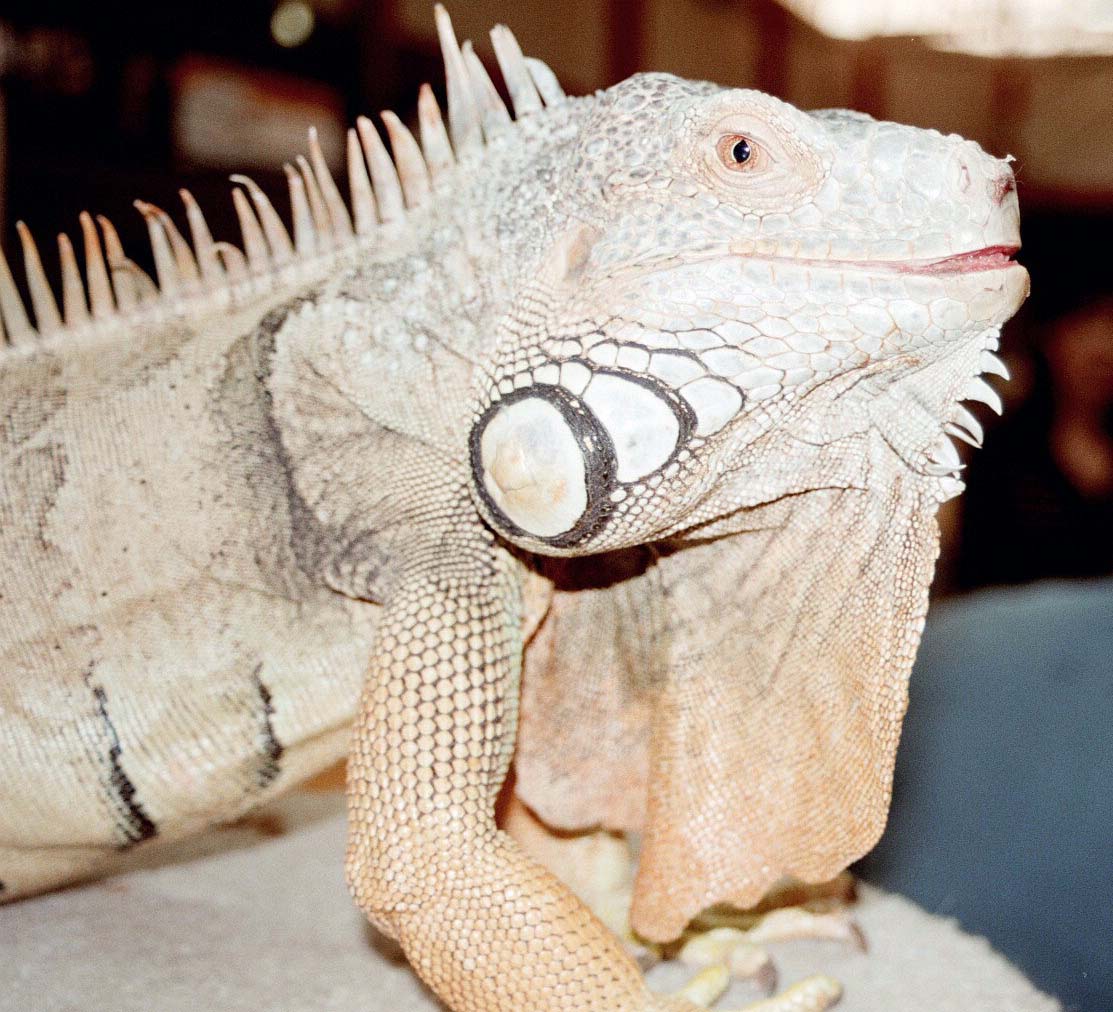 Chicago Herp Society's Reptile Fest