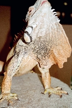Chicago Herp Society's Reptile Fest