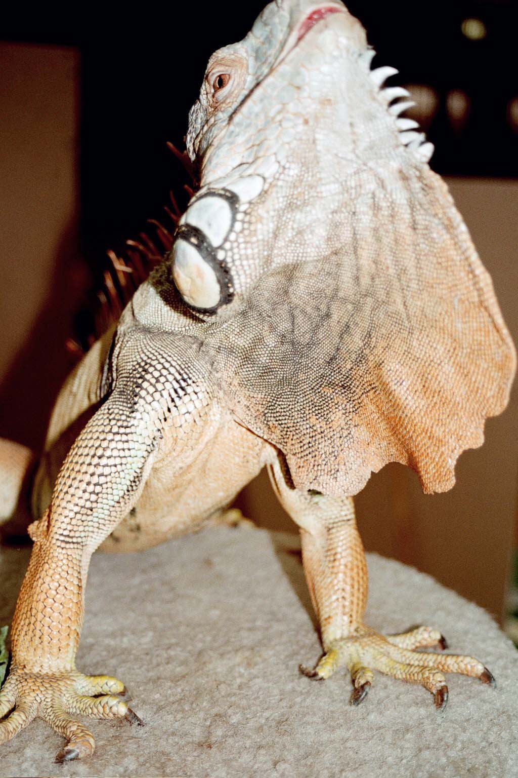 Chicago Herp Society's Reptile Fest