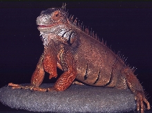 Oscar