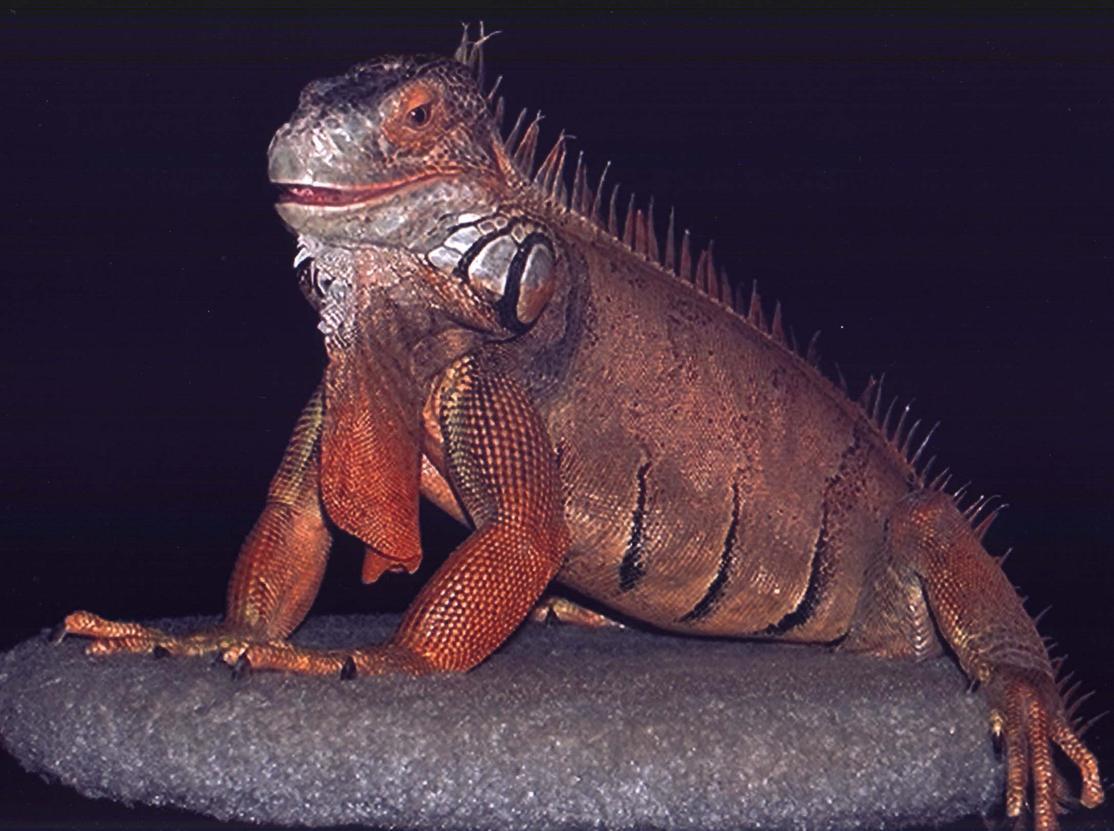 Oscar