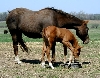 redandcolt