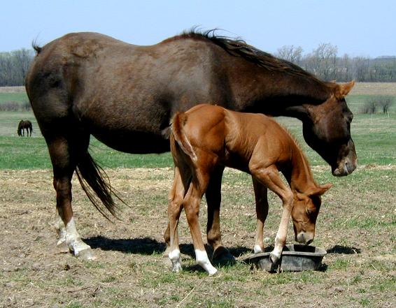 redandcolt