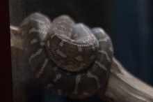 kingsnake.com visits the St. Augustine Alligator Farm during NRBE 2009, St.