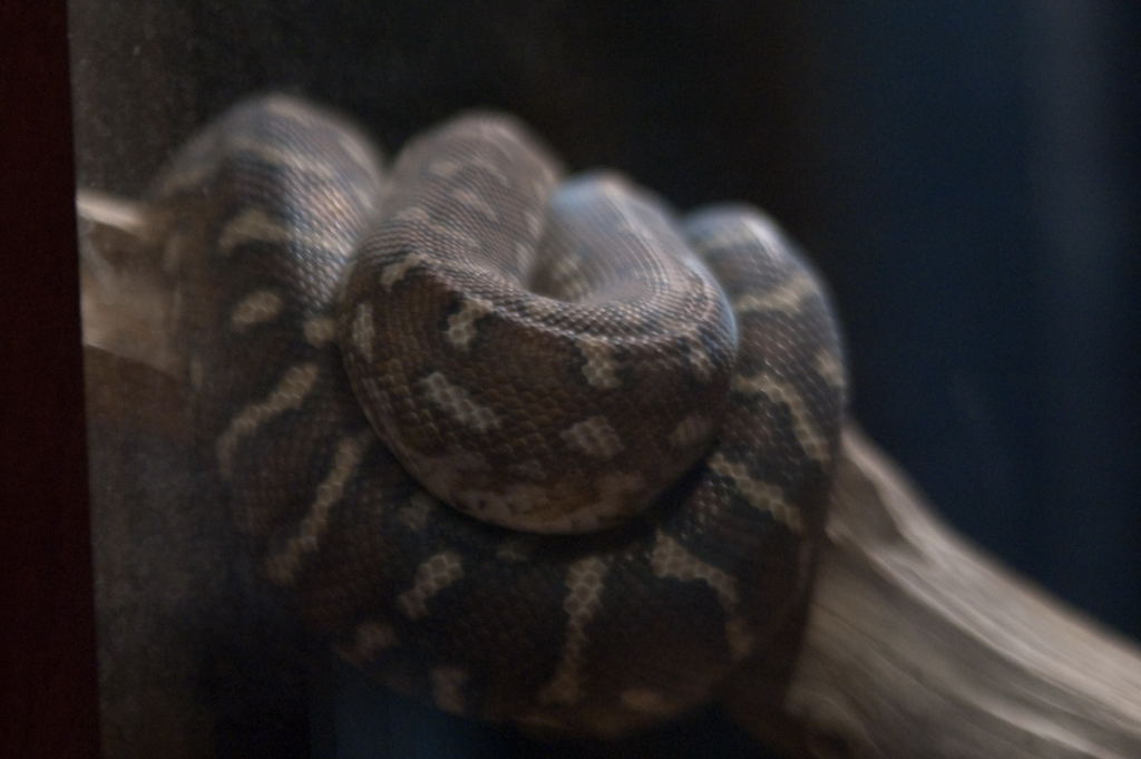kingsnake.com visits the St. Augustine Alligator Farm during NRBE 2009, St.
