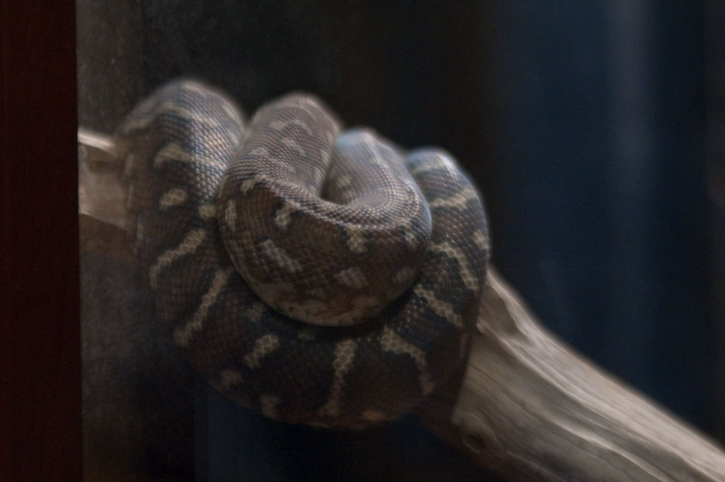 kingsnake.com visits the St. Augustine Alligator Farm during NRBE 2009, St.