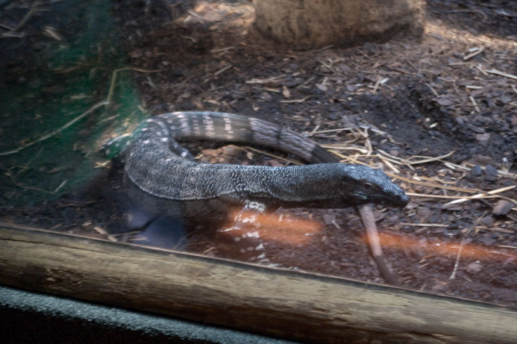 kingsnake.com visits the St. Augustine Alligator Farm during NRBE 2009, St.