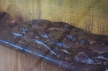 kingsnake.com visits the St. Augustine Alligator Farm during NRBE 2009, St.