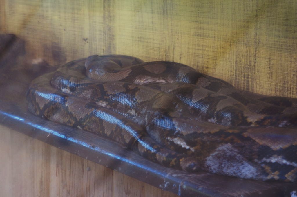 kingsnake.com visits the St. Augustine Alligator Farm during NRBE 2009, St.