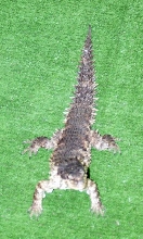 Chicago Herp Society's Reptile Fest