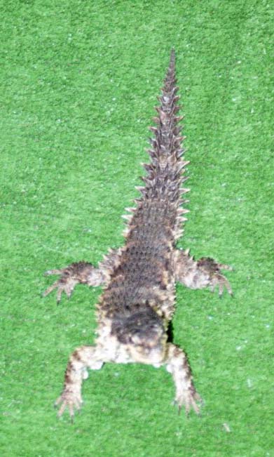 Chicago Herp Society's Reptile Fest
