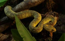 My visit to Forever Wild