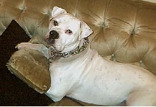 Brutus