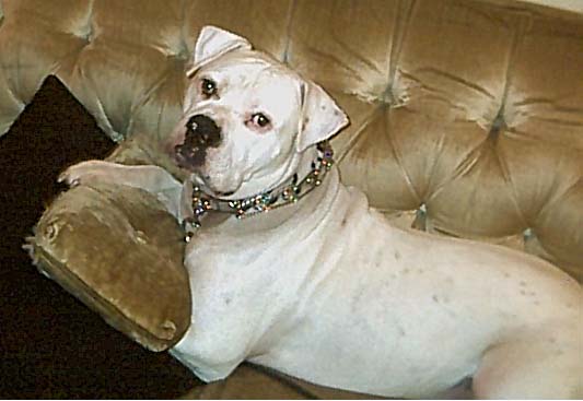 Brutus