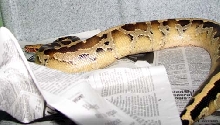 Allister, Borneo Blood Python