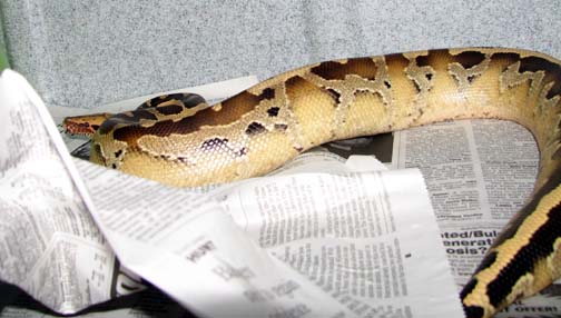 Allister, Borneo Blood Python