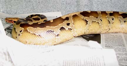 Allister, Borneo Blood Python