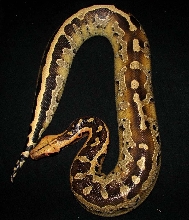 Allister