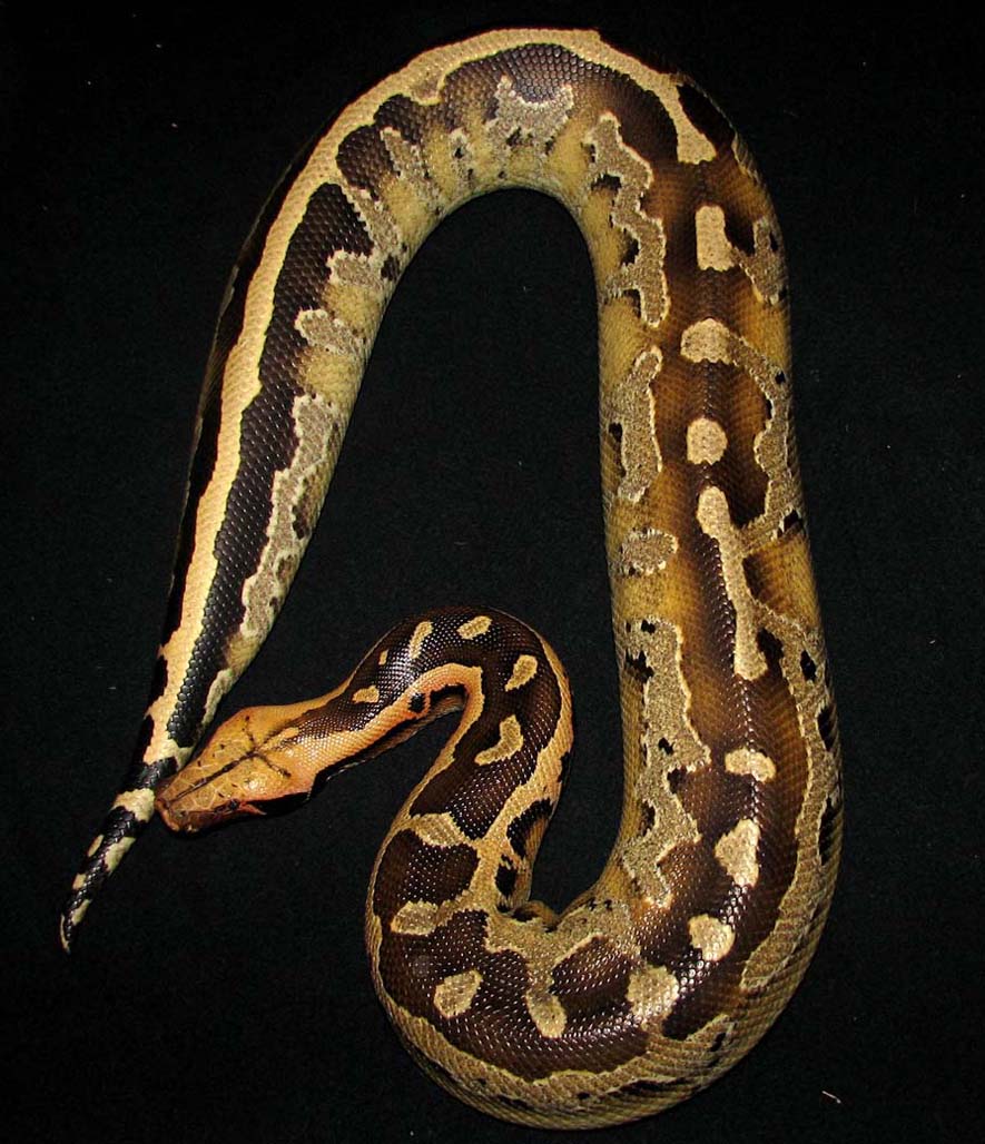 Allister