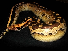 Allister