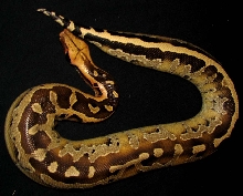 Allister
