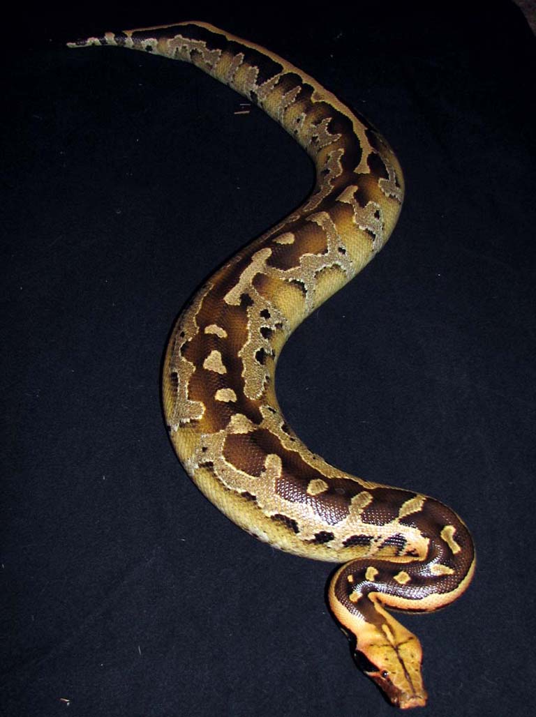 Allister