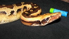Allister